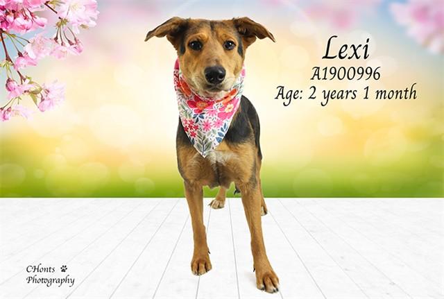 LEXI, Adoptable, Young Female German Shepherd Dog & Mixed Breed.