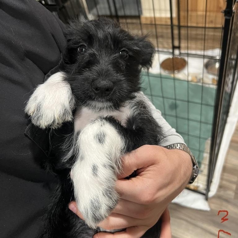 Cinnamon Schnapps, ADOPTABLE, Puppy Female Miniature Schnauzer & Shepherd.