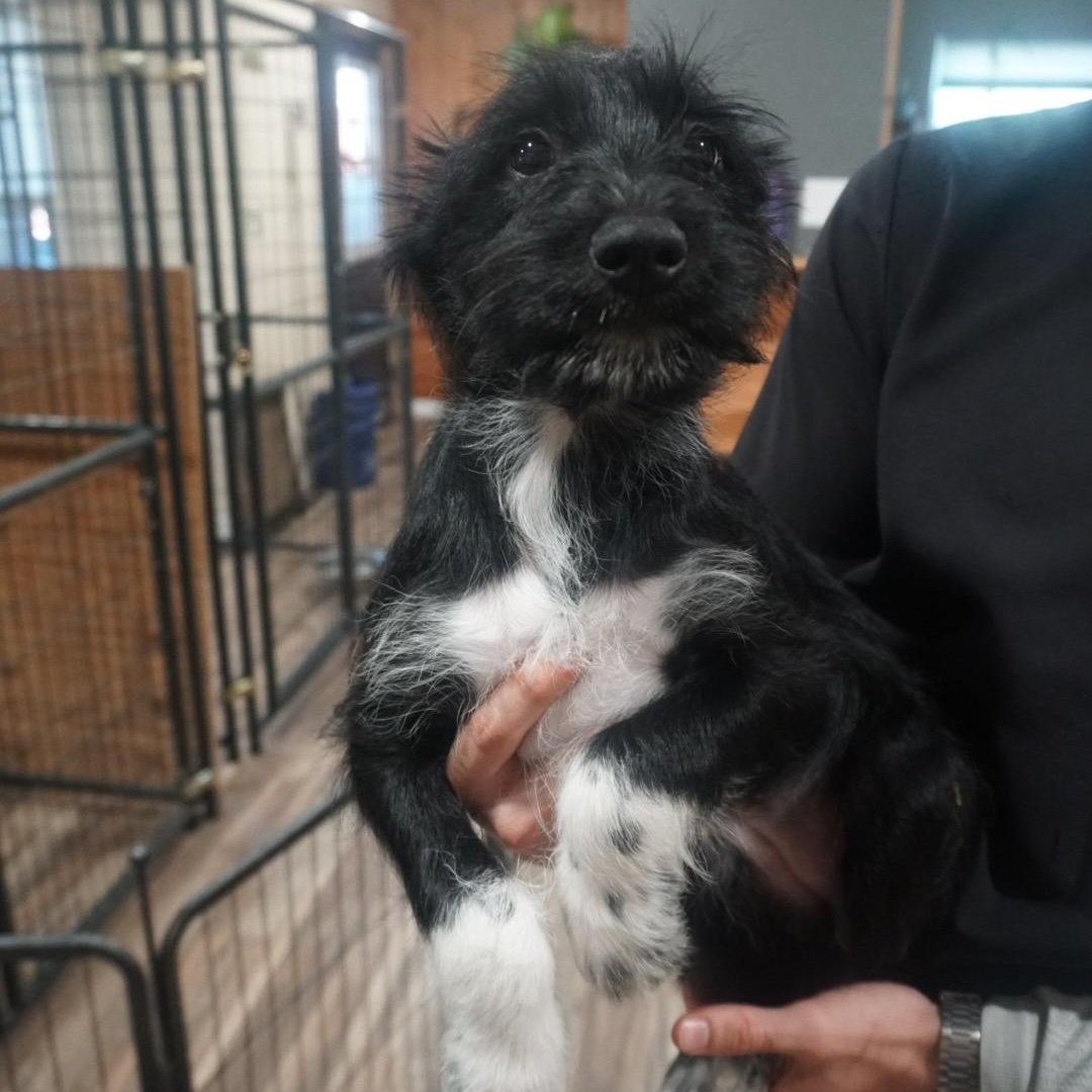 Enlarge Cinnamon Schnapps, a ADOPTABLE mixed breed in San Antonio, TX image 3/3