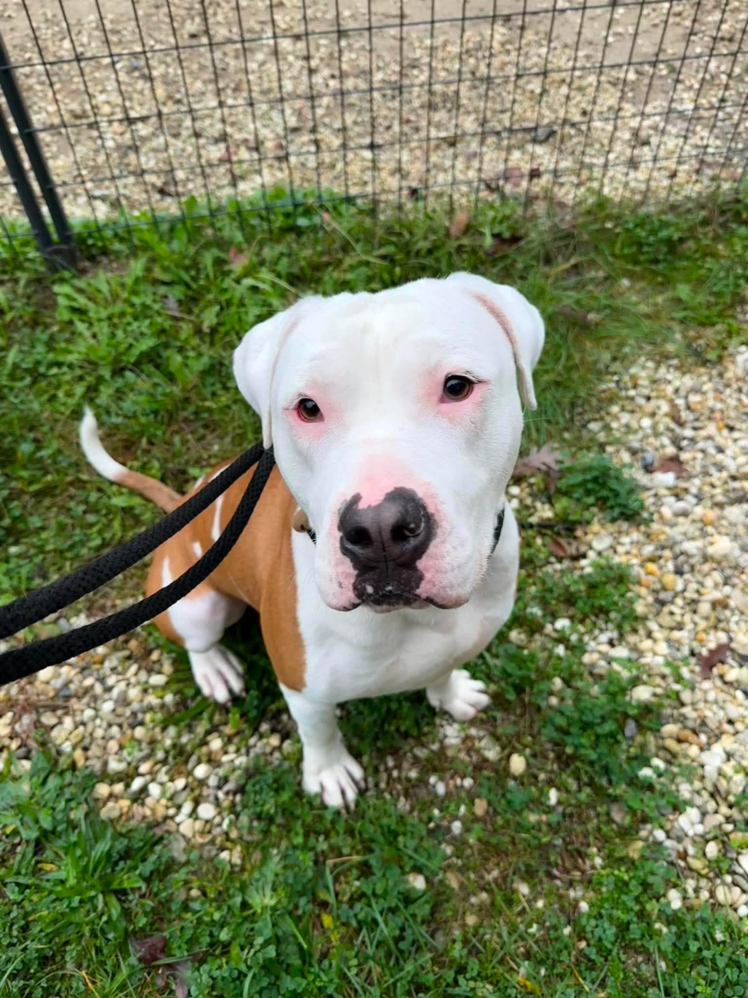 Onyx, Adoptable, Young Male Pit Bull Terrier.