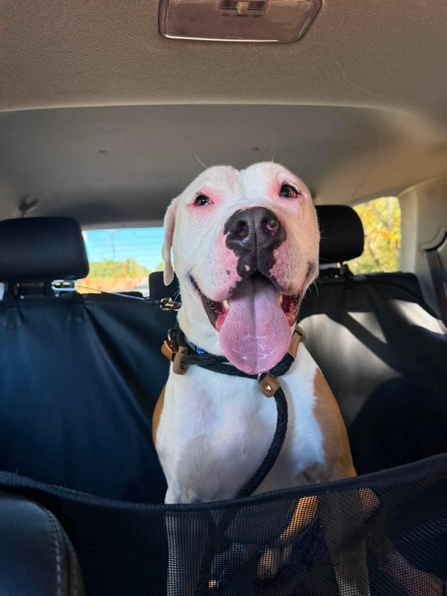 Enlarge Onyx, a Adoptable mixed breed in Jackson , NJ image 2/2