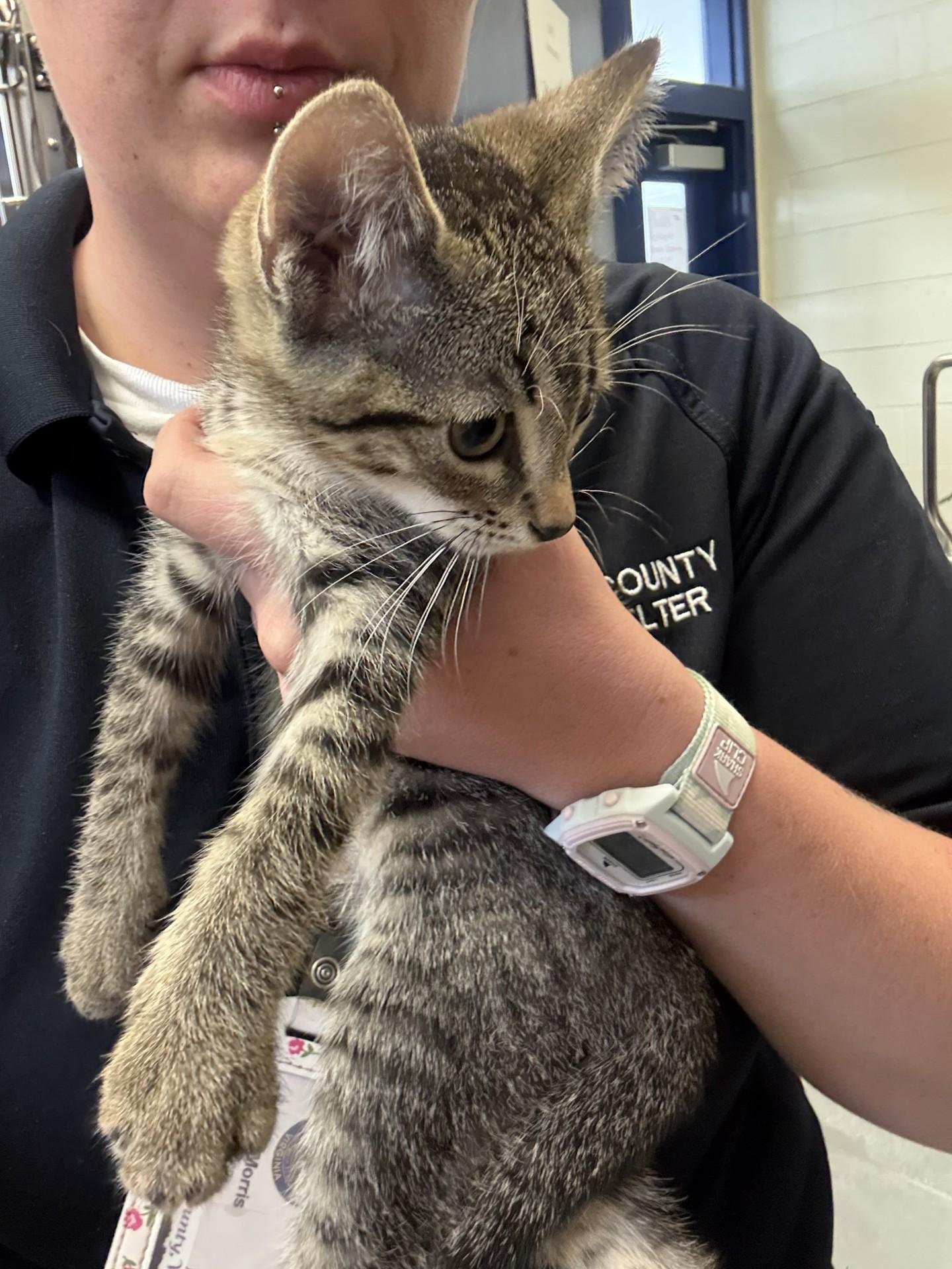 Princess Bubblegum, a ADOPTABLE Domestic Short Hair in Ashland, VA image 3/3