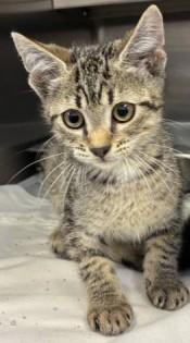 Princess Bubblegum, a ADOPTABLE Domestic Short Hair in Ashland, VA image 2/3