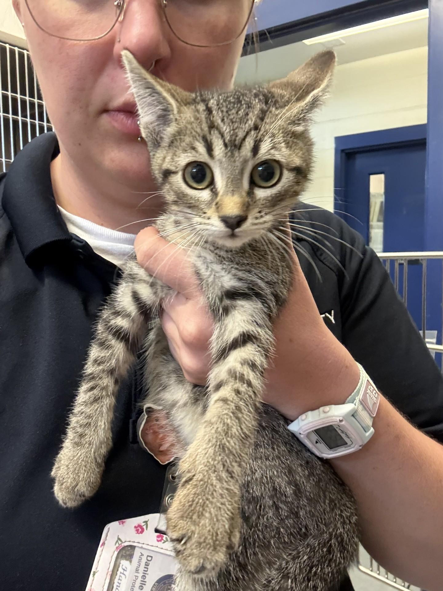 Princess Bubblegum, ADOPTABLE, Kitten Female Domestic Short Hair.