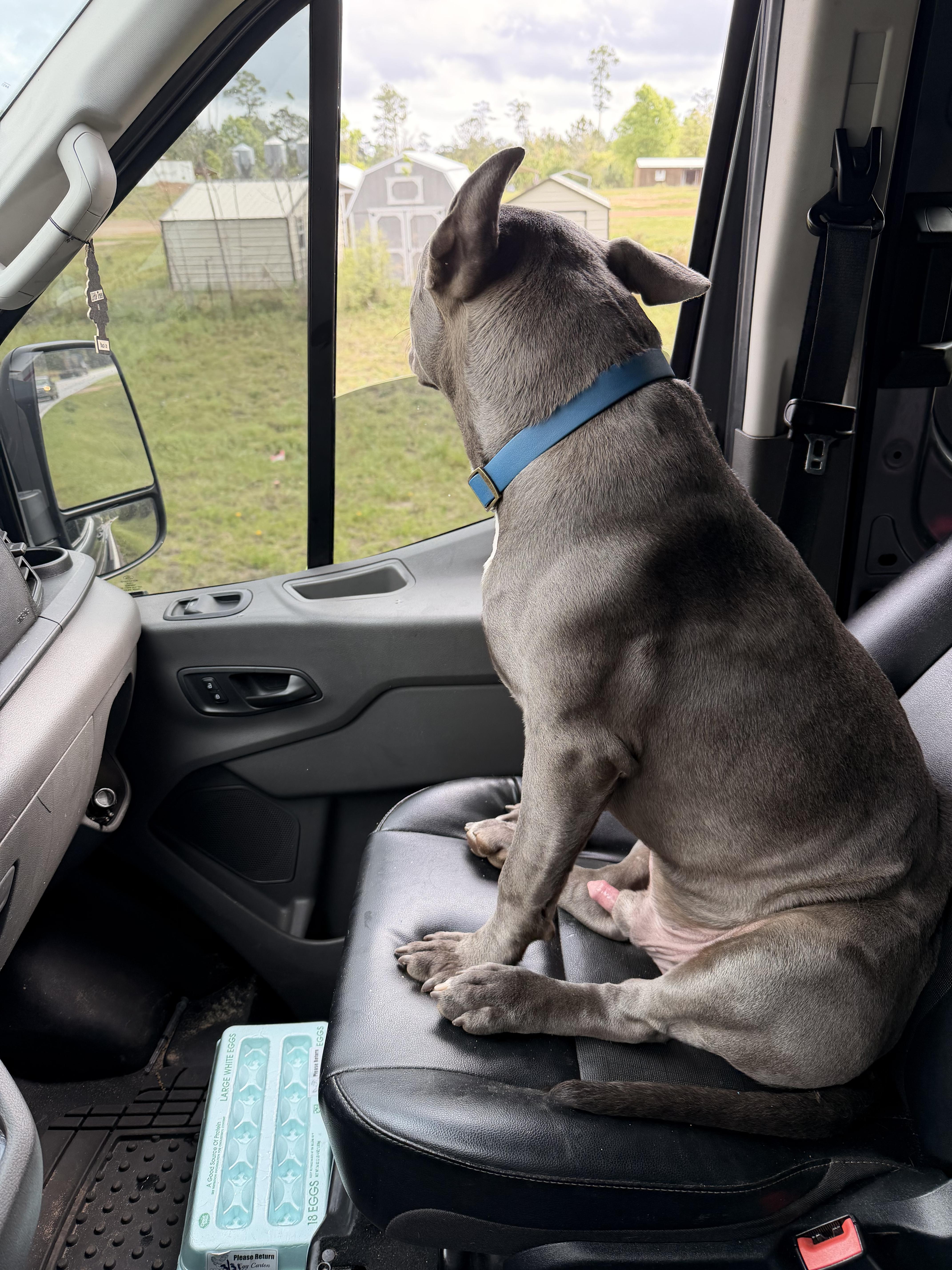 Enlarge Twin , a ADOPTABLE American Bully in South Amboy, NJ image 4/6