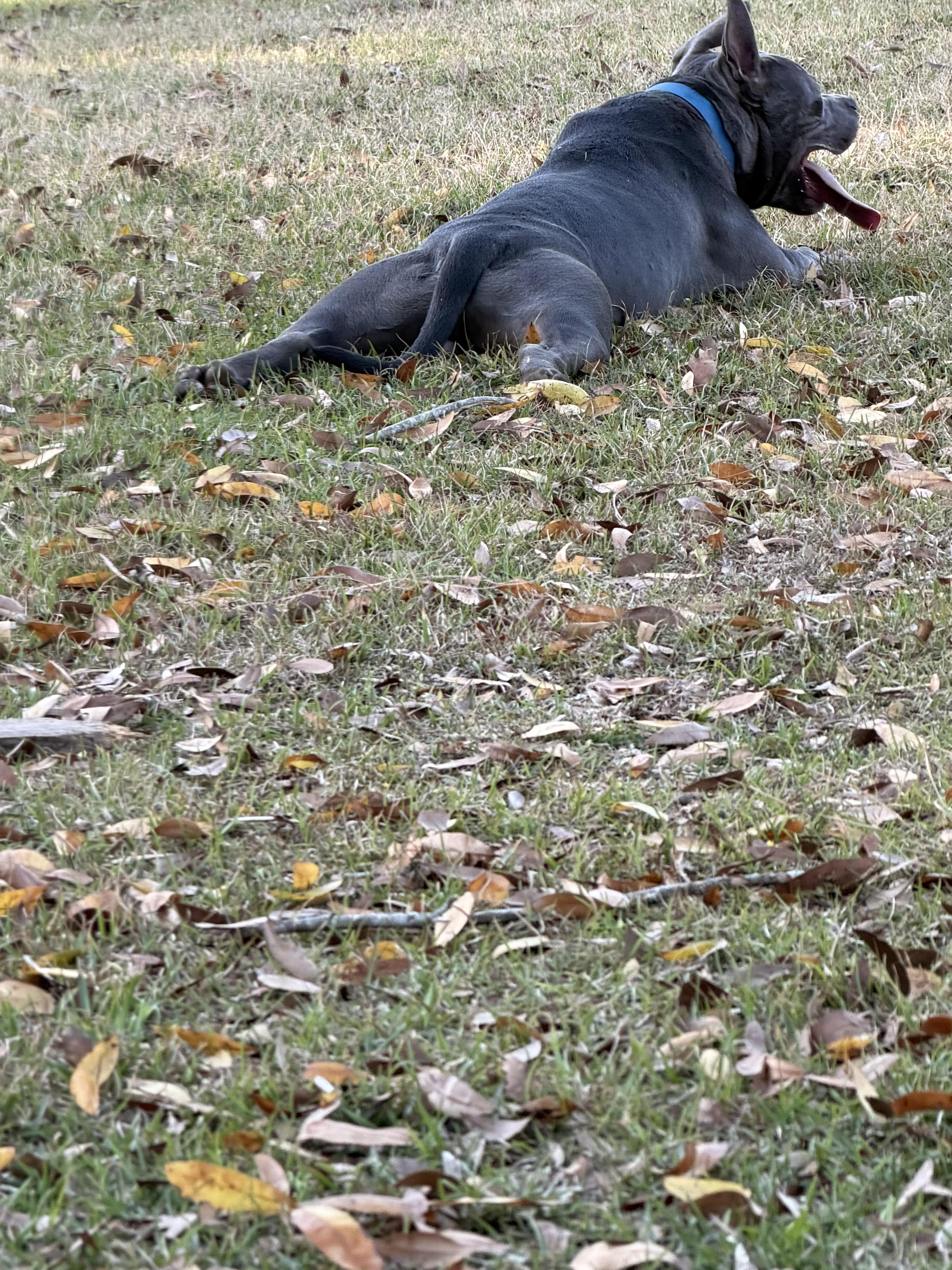Enlarge Twin , a ADOPTABLE American Bully in South Amboy, NJ image 2/6