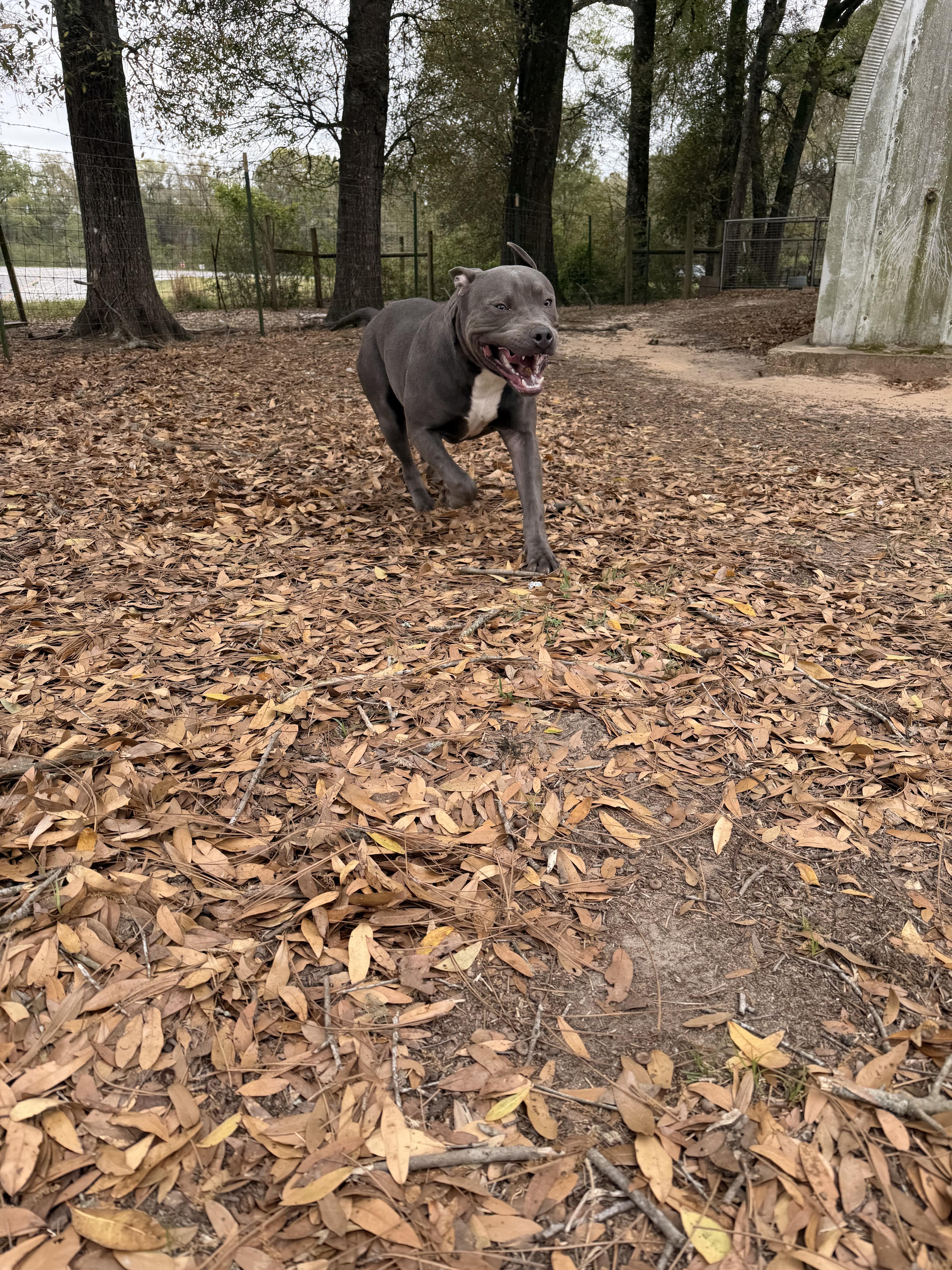 Enlarge Twin , a ADOPTABLE American Bully in South Amboy, NJ image 5/6