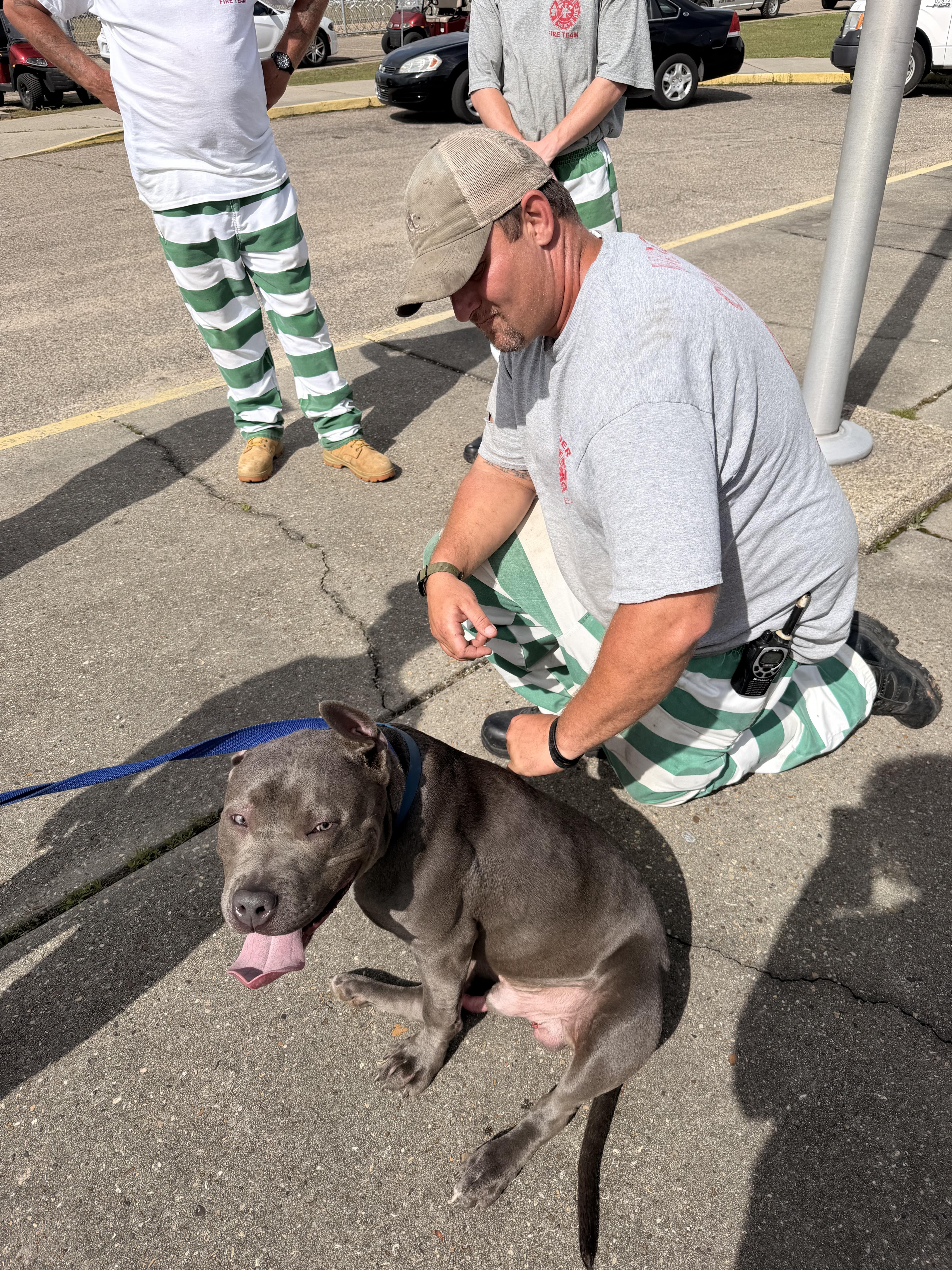 Enlarge Twin , a ADOPTABLE American Bully in South Amboy, NJ image 6/6