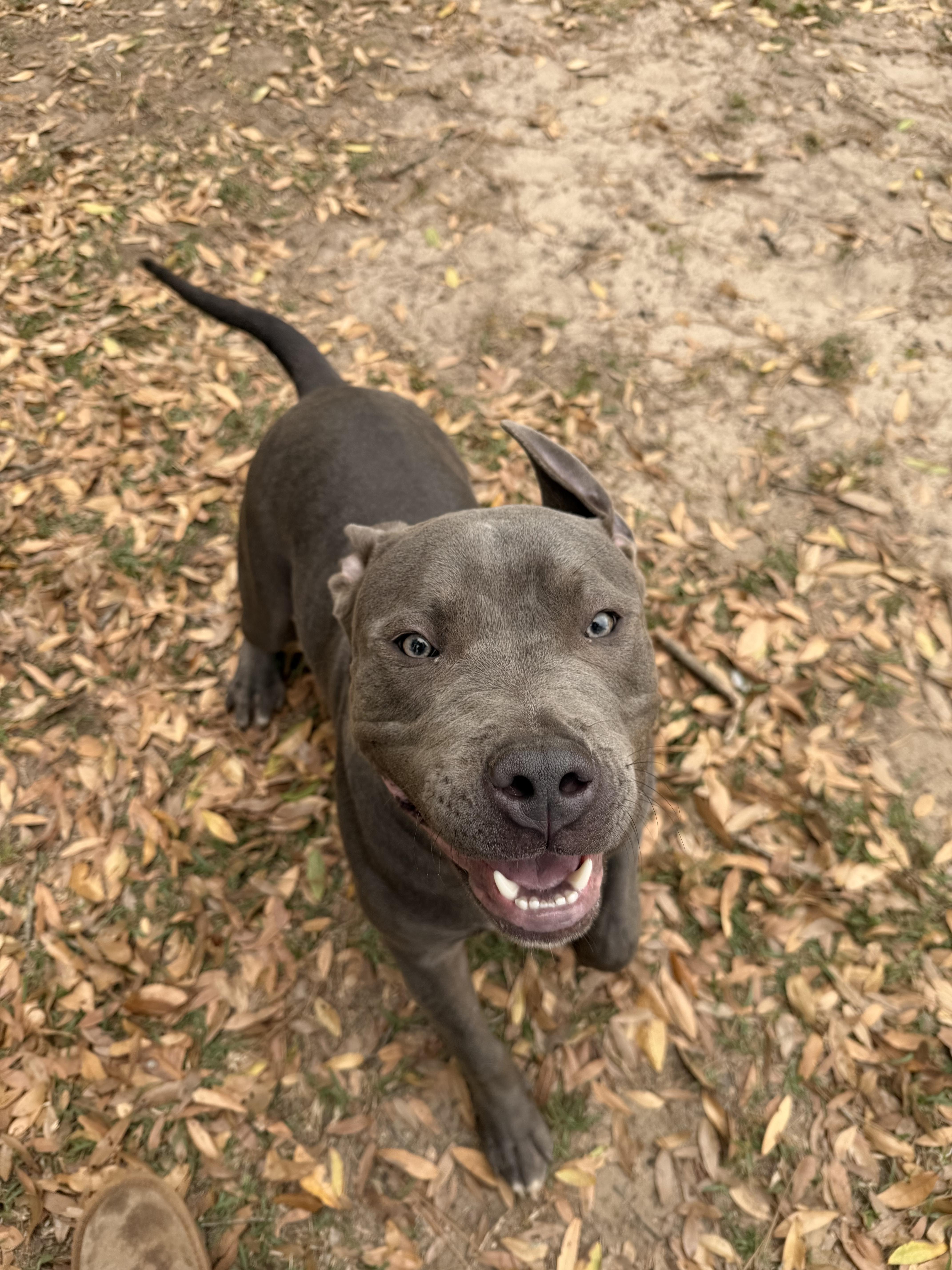 Enlarge Twin , a ADOPTABLE American Bully in South Amboy, NJ image 3/6
