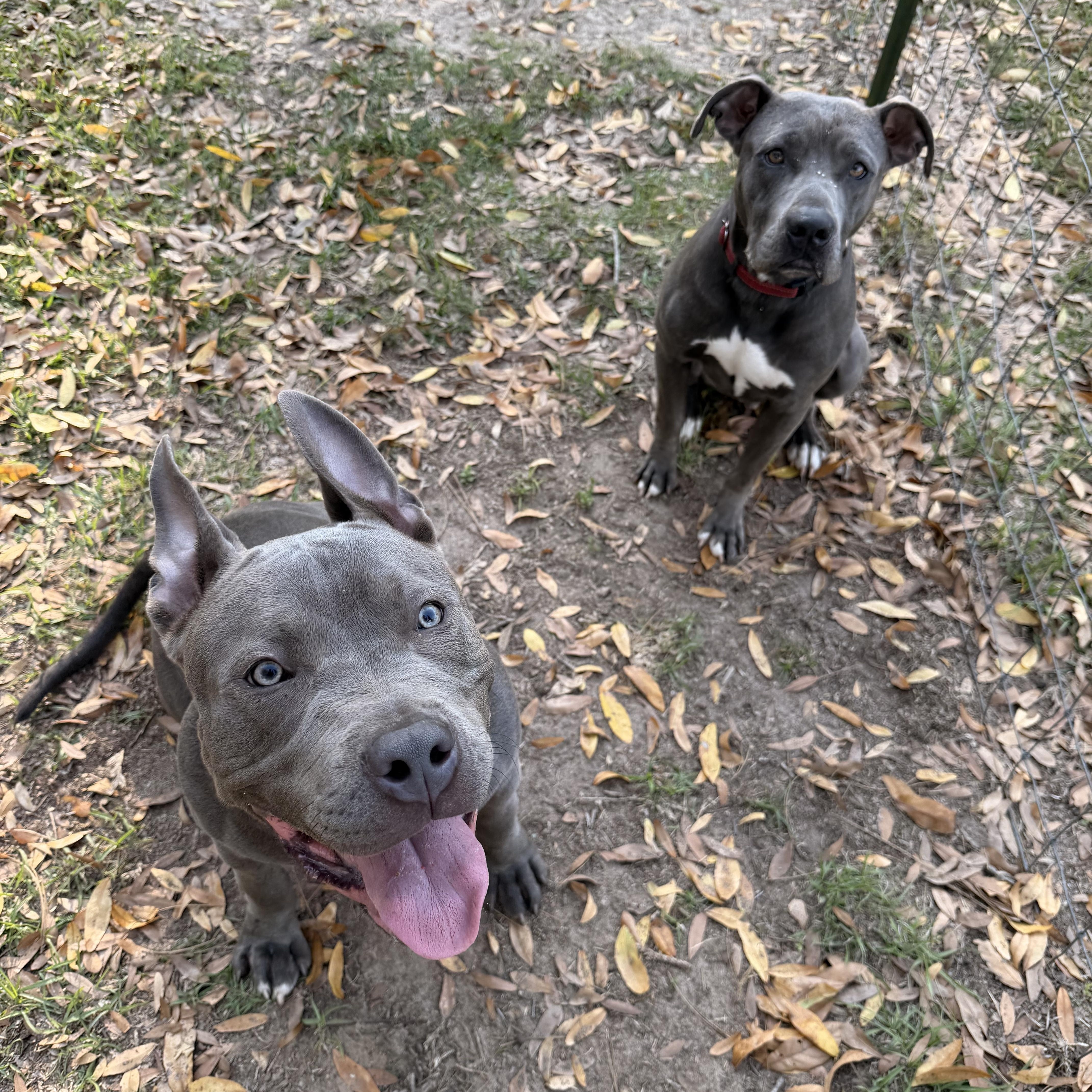 Twin , ADOPTABLE, Puppy Male American Bully.
