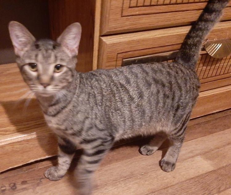 Noah, a Adoptable Domestic Short Hair in Bowie, MD image 1/3