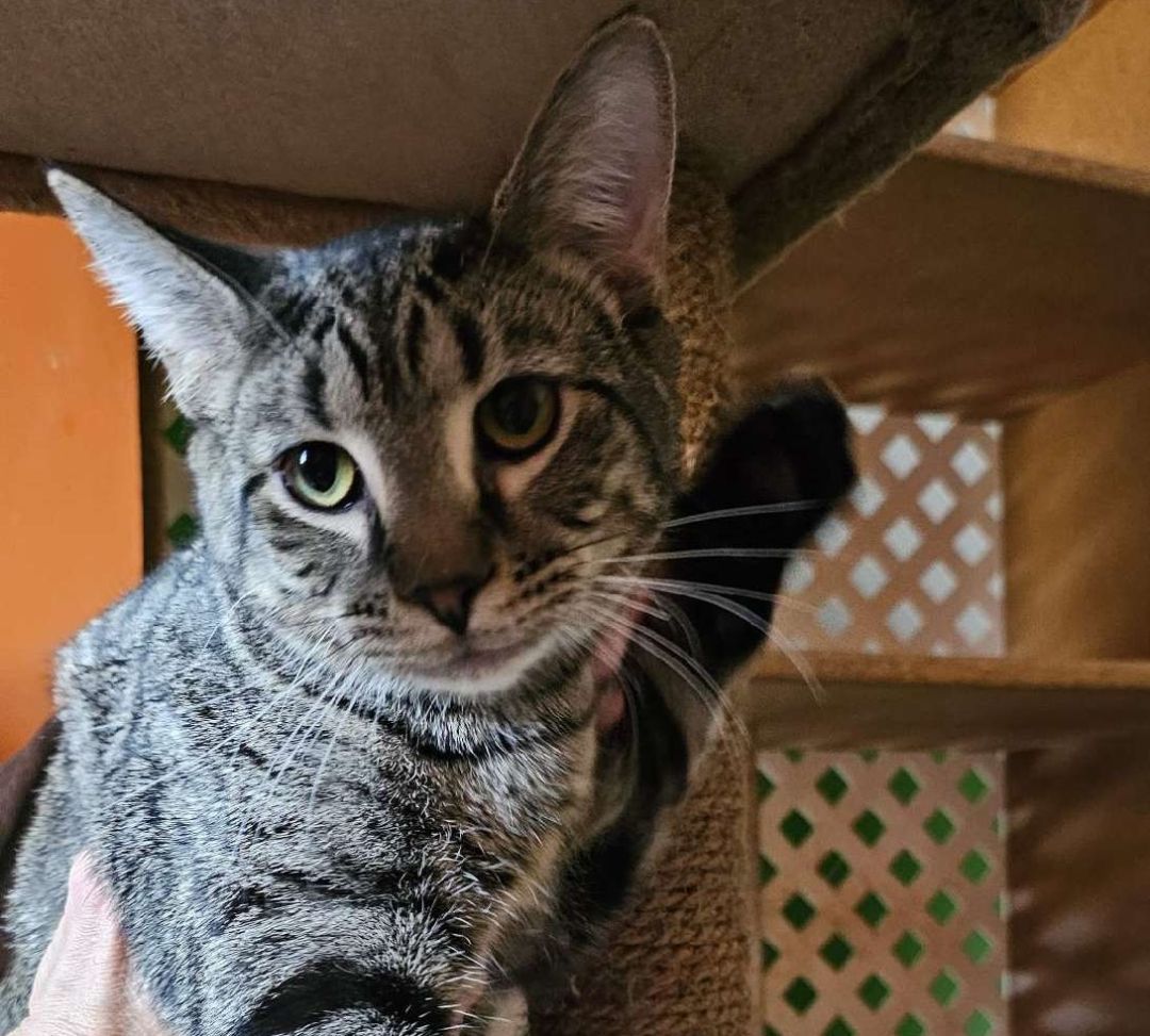 Noah, a Adoptable Domestic Short Hair in Bowie, MD image 2/3