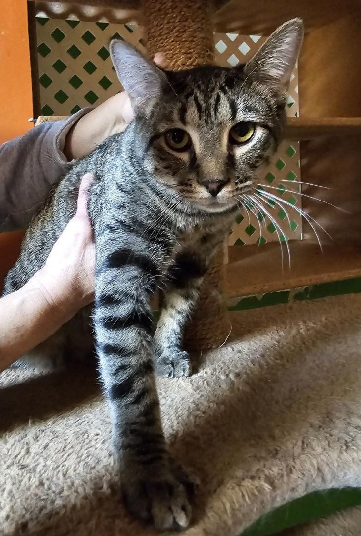 Noah, a Adoptable Domestic Short Hair in Bowie, MD image 3/3