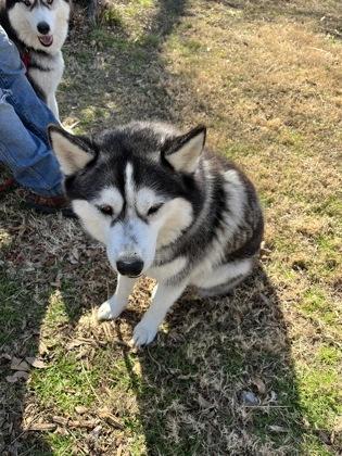 Bluebonnet, Adoptable, Adult Female Husky & Mixed Breed.