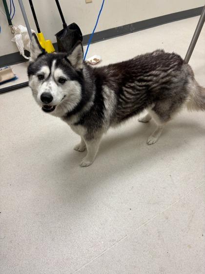 Enlarge Bluebonnet, a Adoptable mixed breed in Irving, TX image 2/2