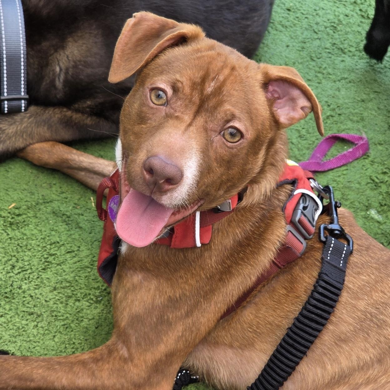 Enlarge Bridger, a Adoptable mixed breed in West Hollywood, CA image 1/6