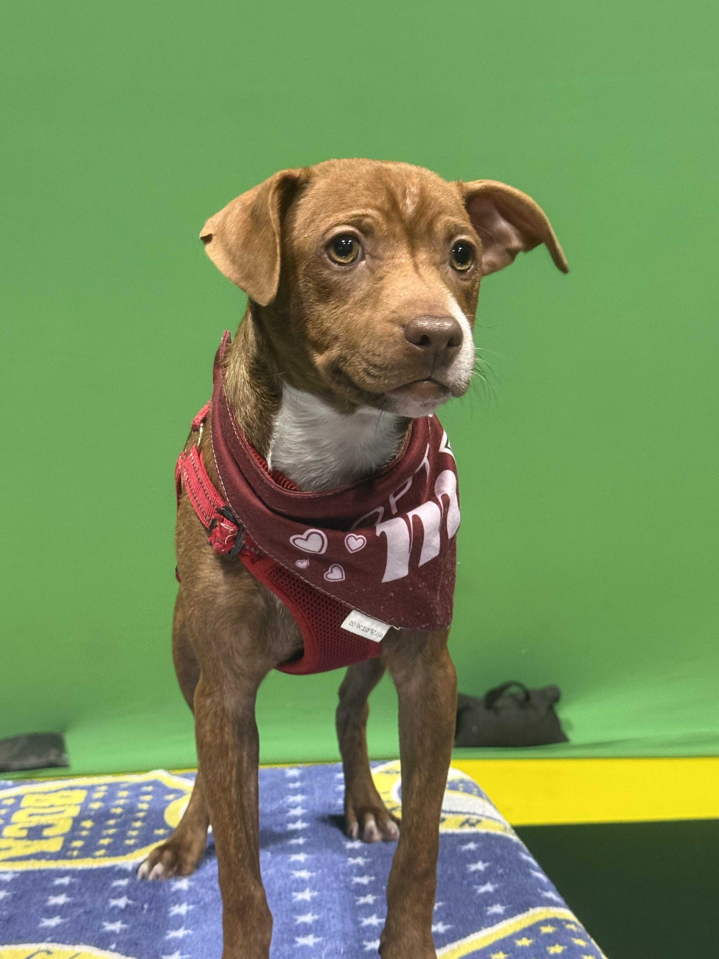 Enlarge Bridger, a Adoptable mixed breed in West Hollywood, CA image 2/6