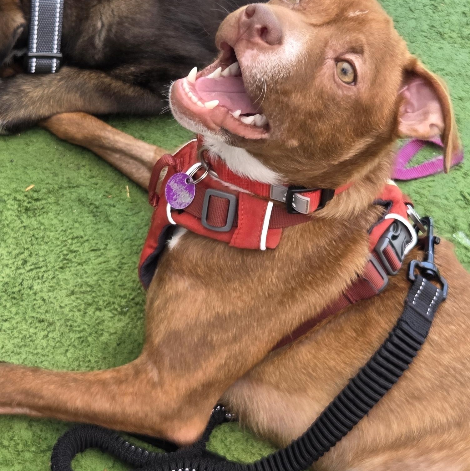 Enlarge Bridger, a Adoptable mixed breed in West Hollywood, CA image 5/6