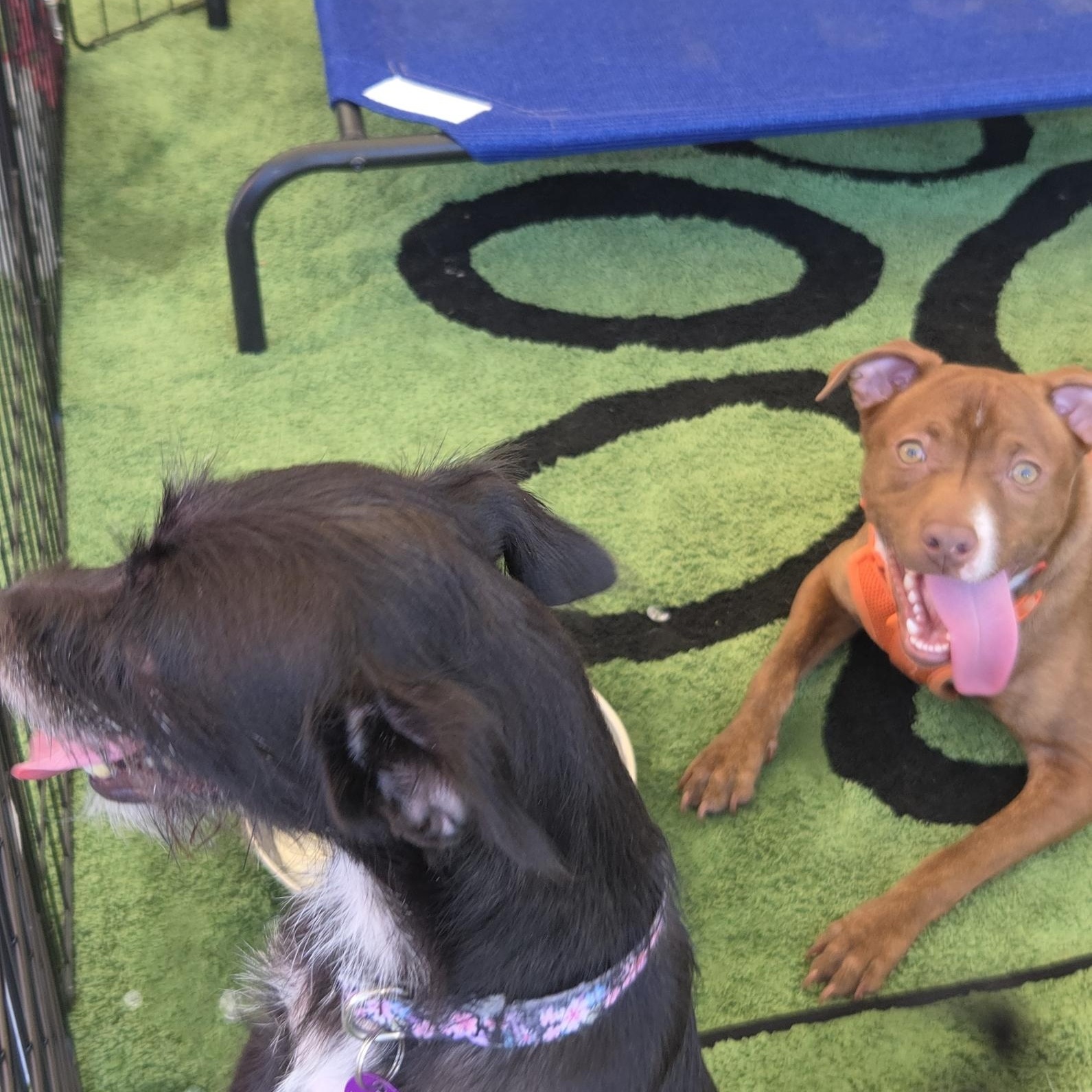 Enlarge Bridger, a Adoptable mixed breed in West Hollywood, CA image 6/6
