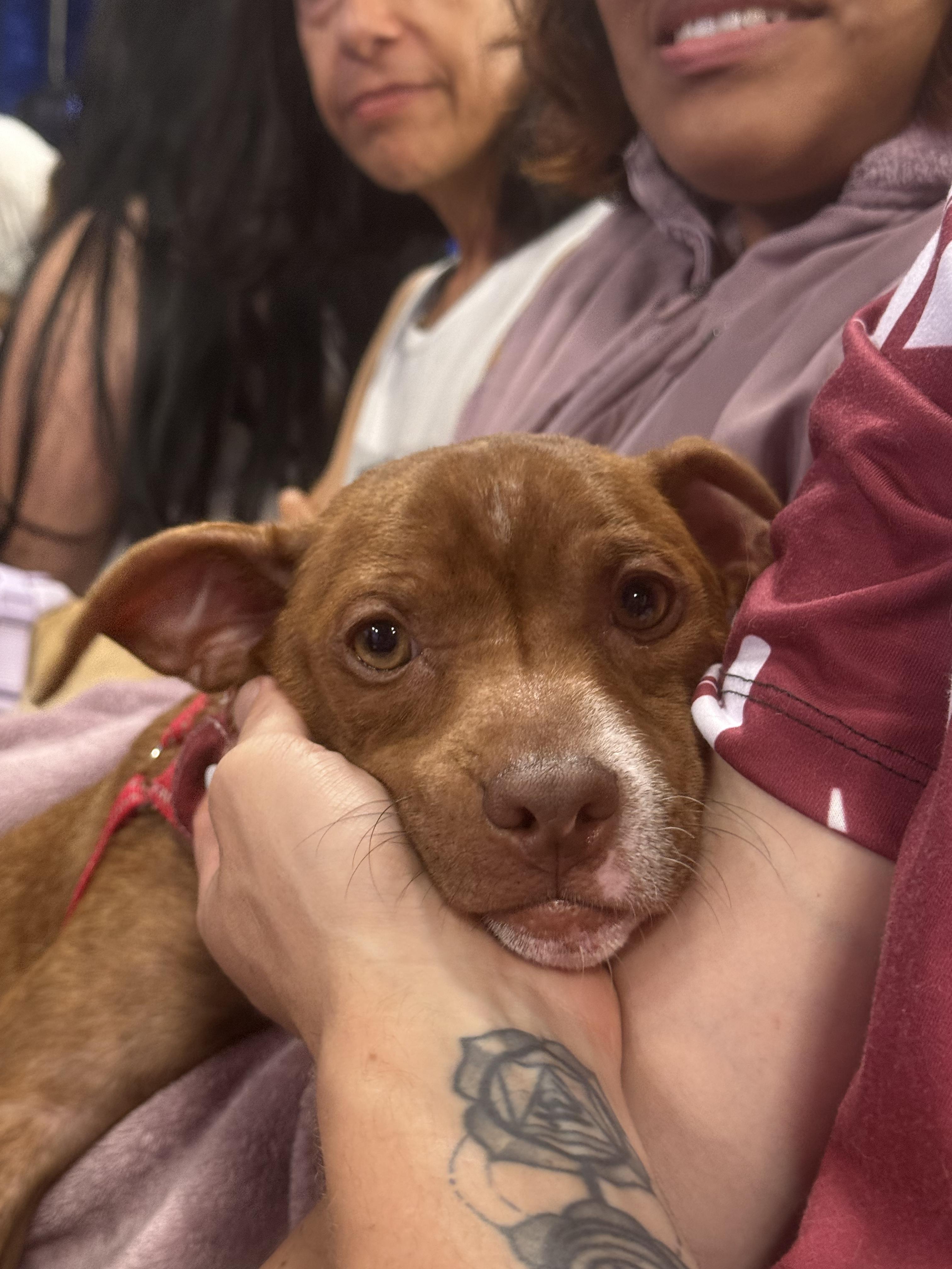 Enlarge Bridger, a Adoptable mixed breed in West Hollywood, CA image 3/6