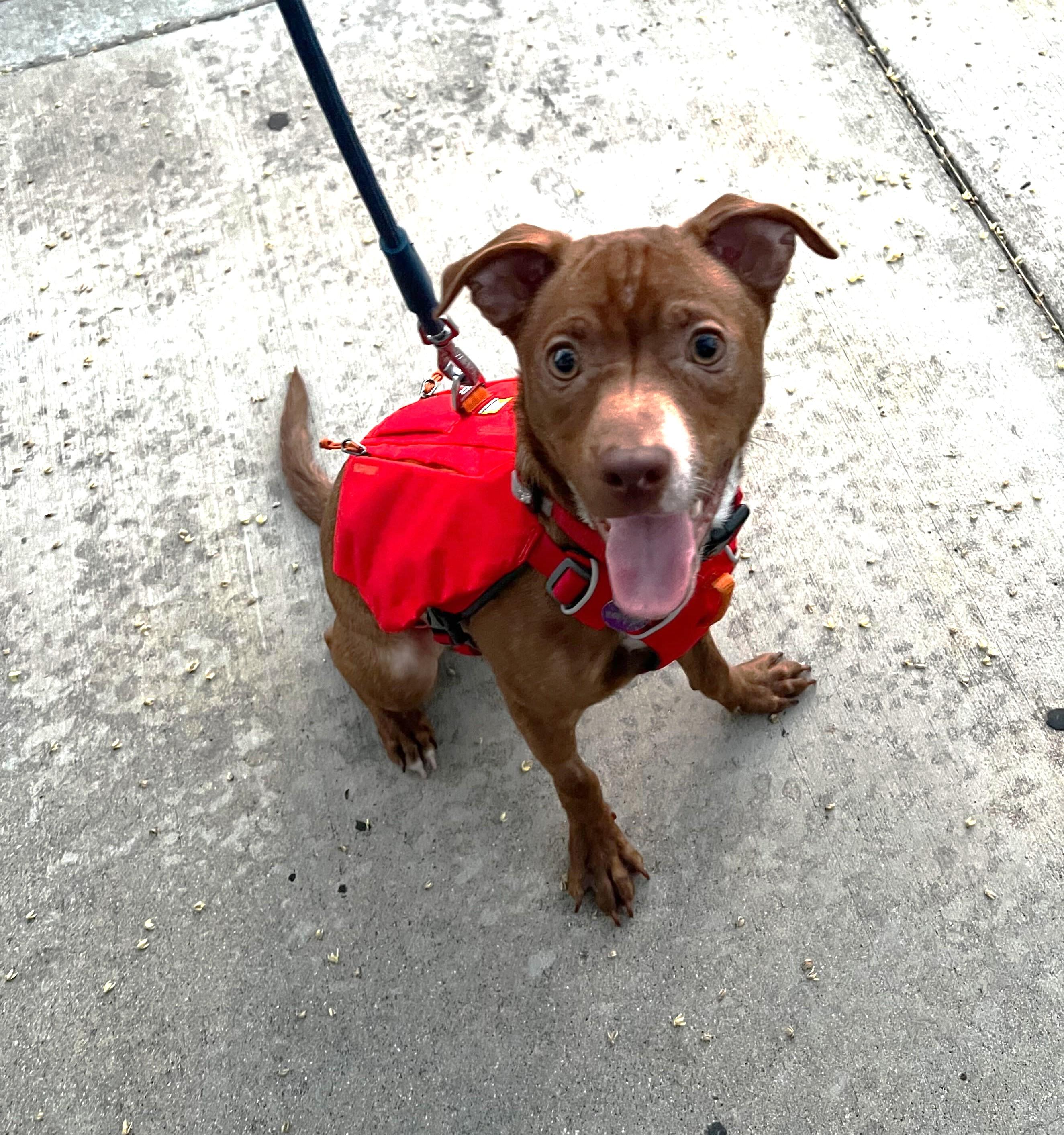 Enlarge Bridger, a Adoptable mixed breed in West Hollywood, CA image 4/6