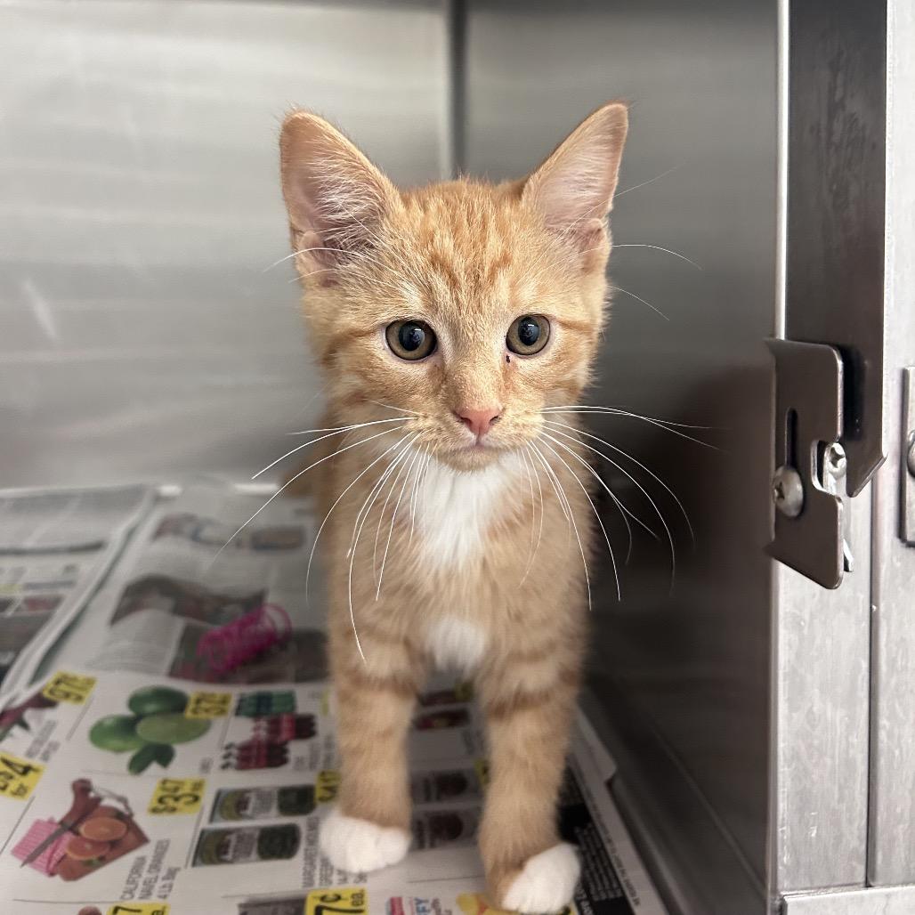 Brian, Adoptable, Kitten Male Domestic Short Hair.