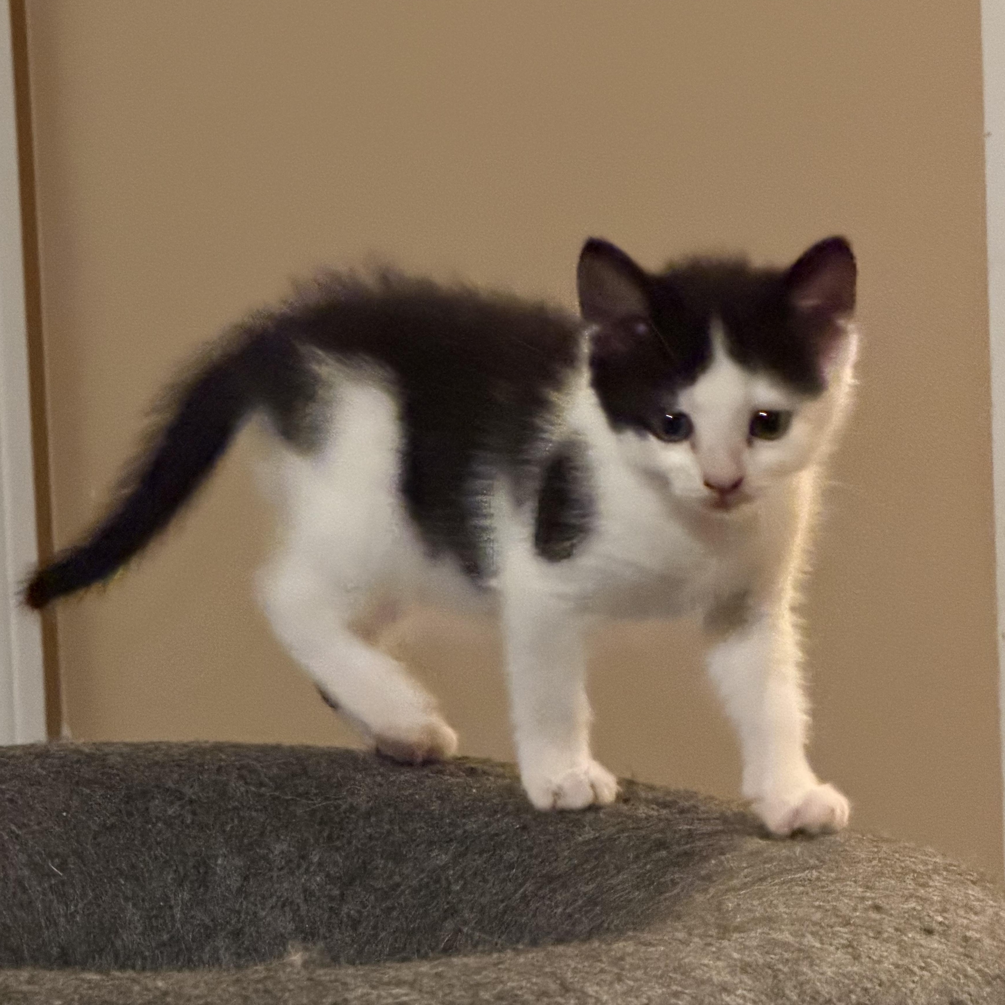 Enlarge Brooklyn, an adopted Domestic Short Hair in Los Angeles, CA image 2/5