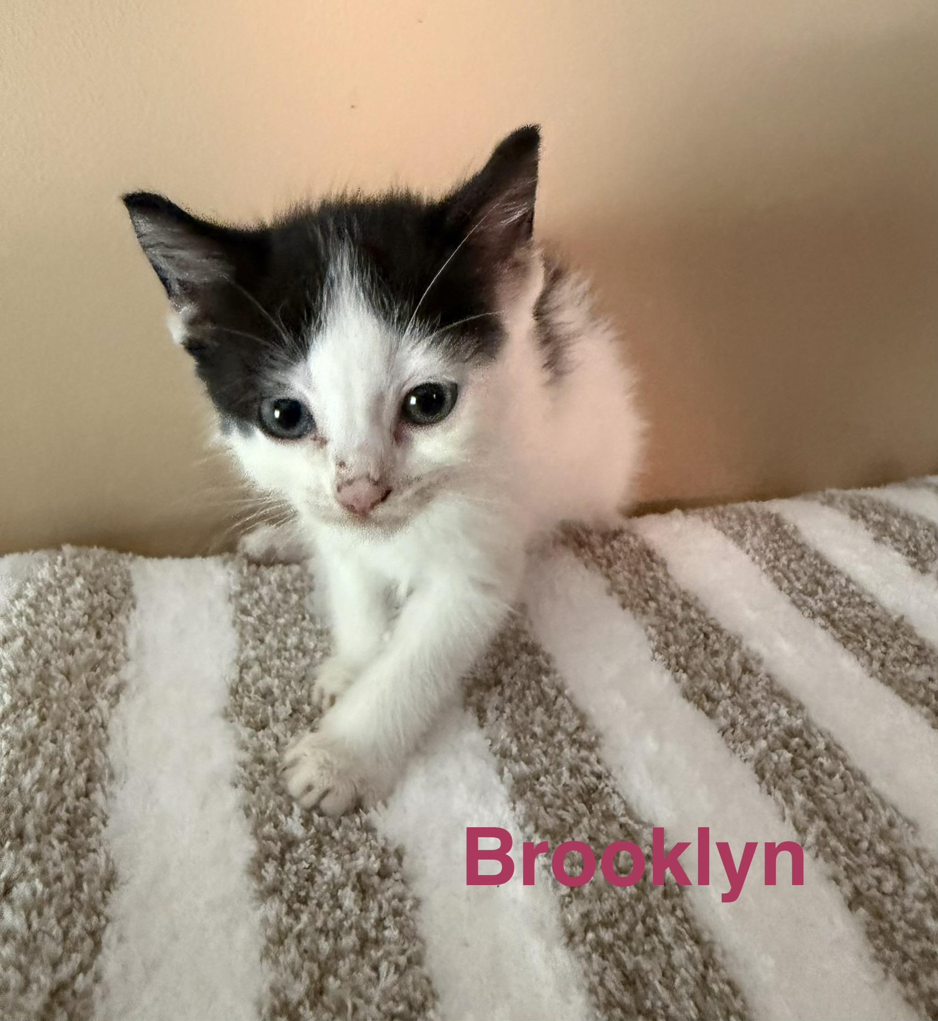 Enlarge Brooklyn, an adopted Domestic Short Hair in Los Angeles, CA image 4/5