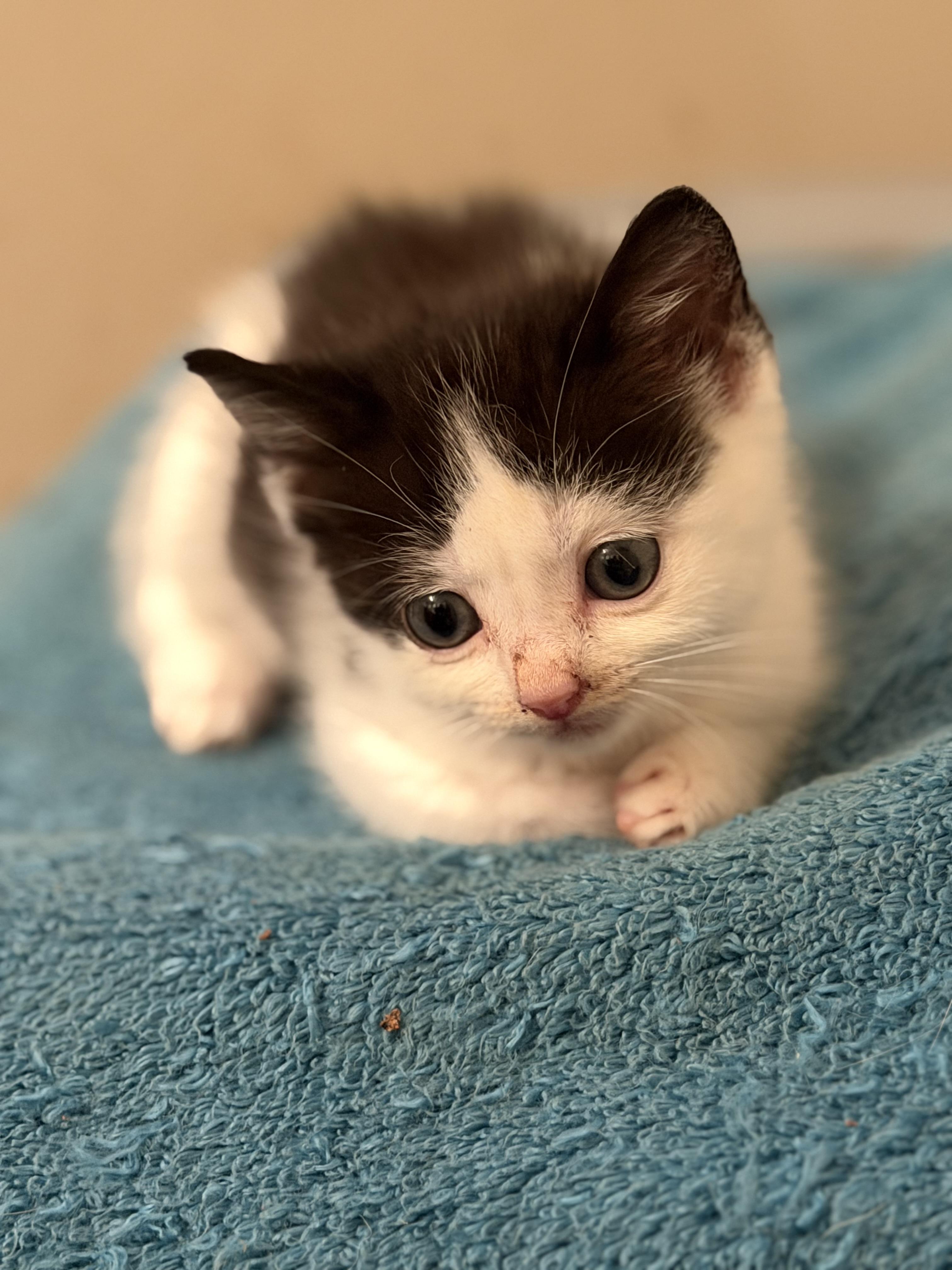 Enlarge Brooklyn, an adopted Domestic Short Hair in Los Angeles, CA image 5/5