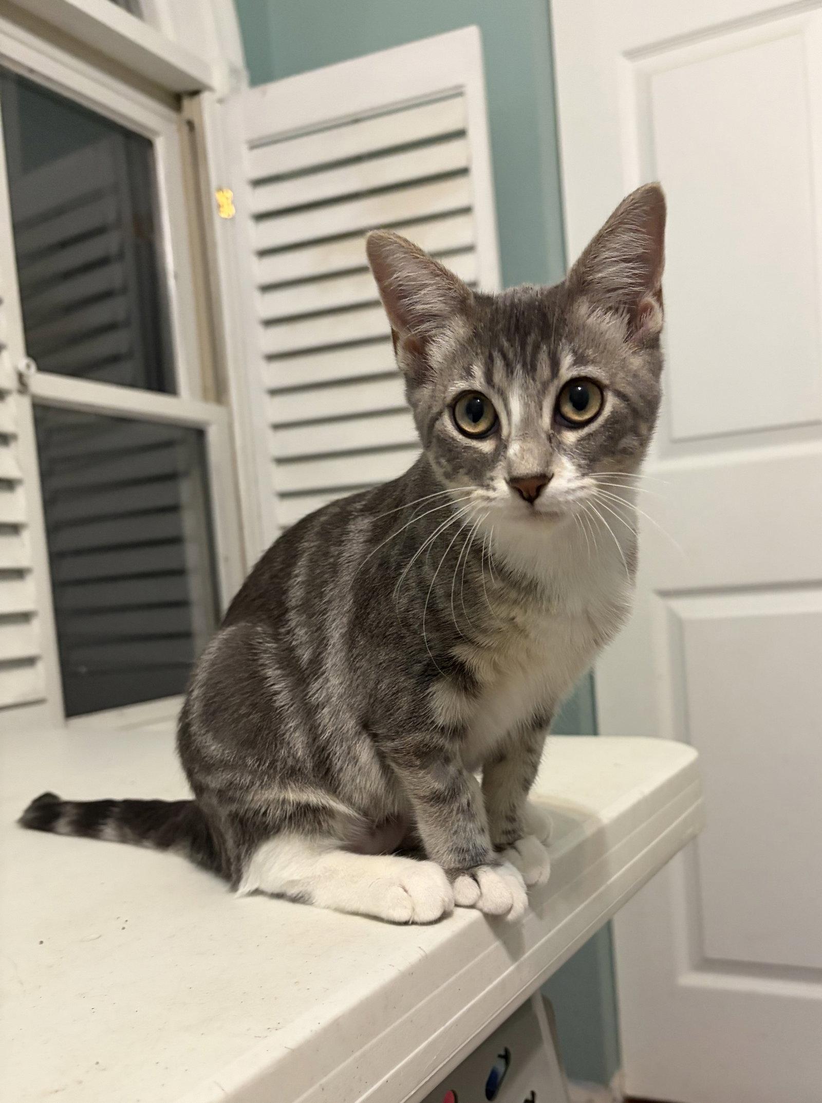 Birdie, Adoptable, Young Female Domestic Short Hair.