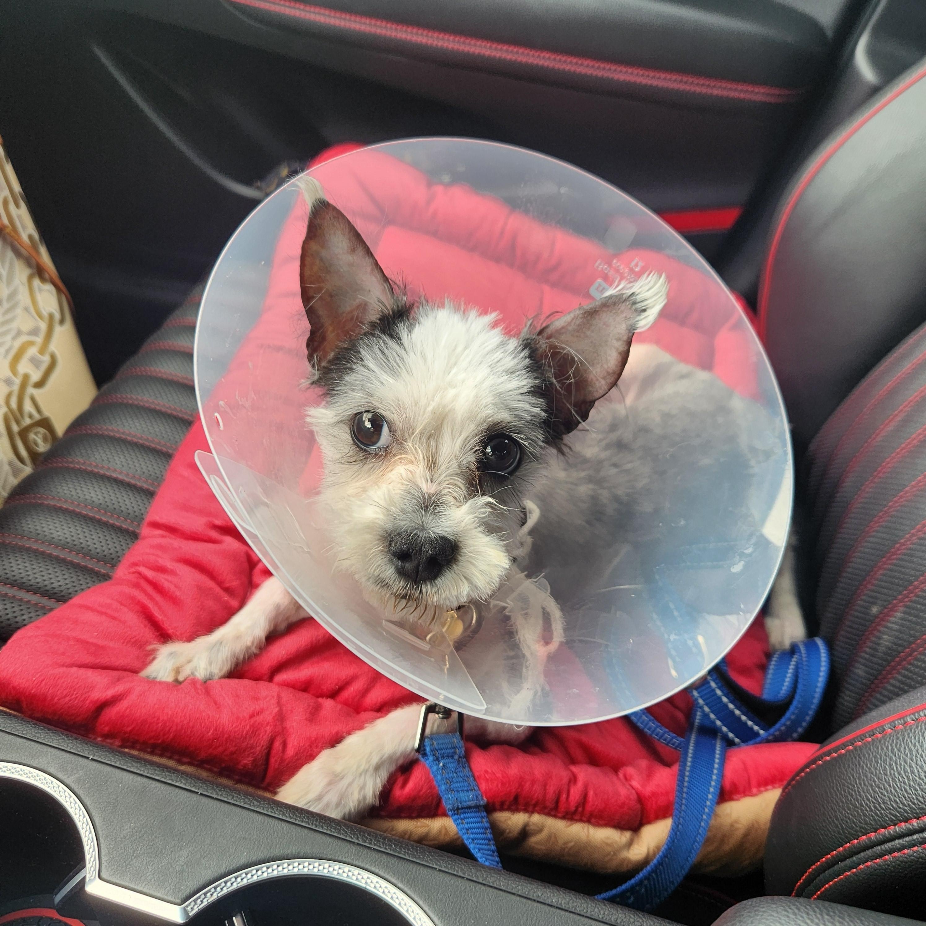 Skippy, a ADOPTABLE mixed breed in Deerfield Beach, FL image 3/6