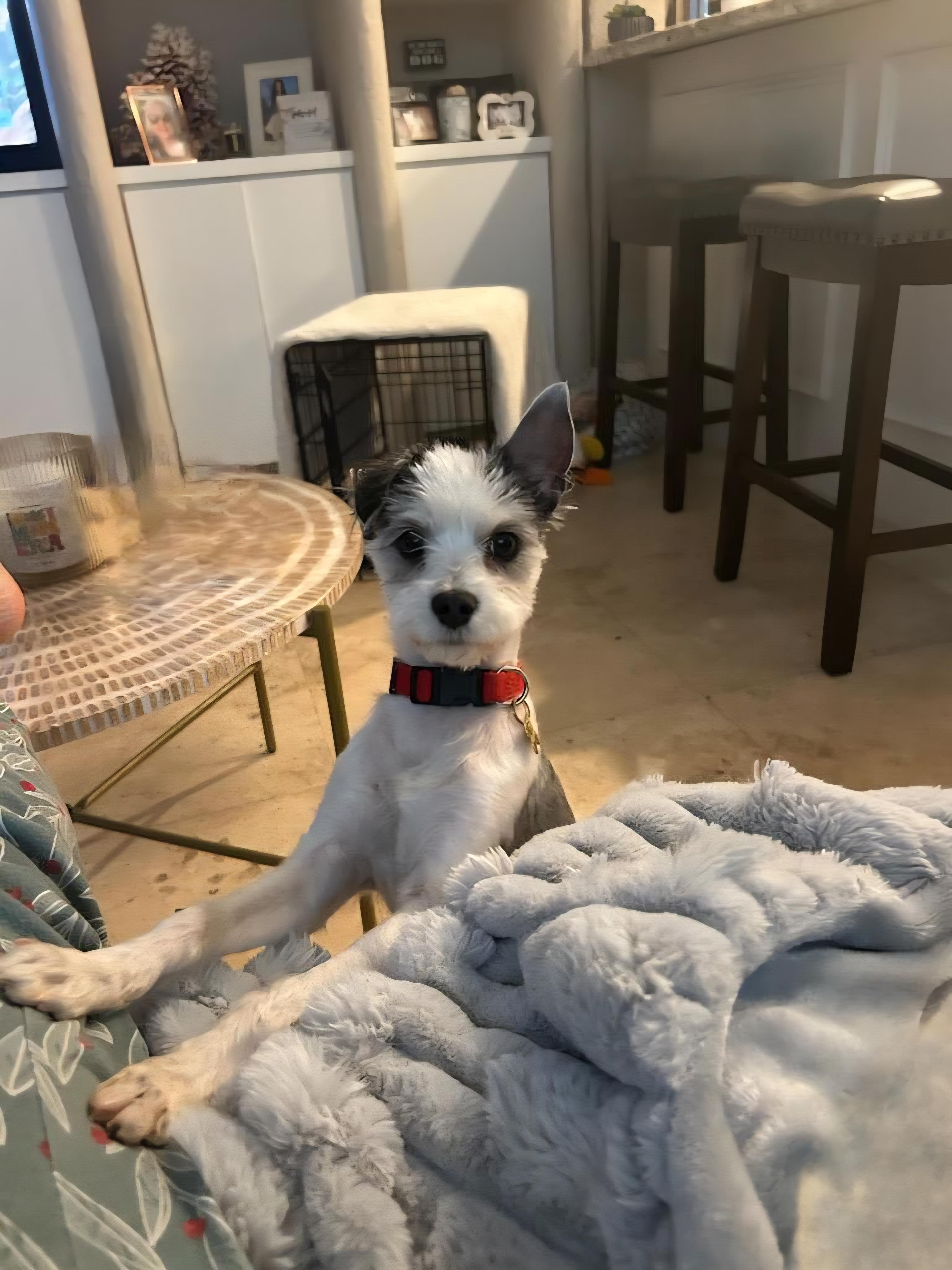 Skippy, a ADOPTABLE mixed breed in Deerfield Beach, FL image 4/6