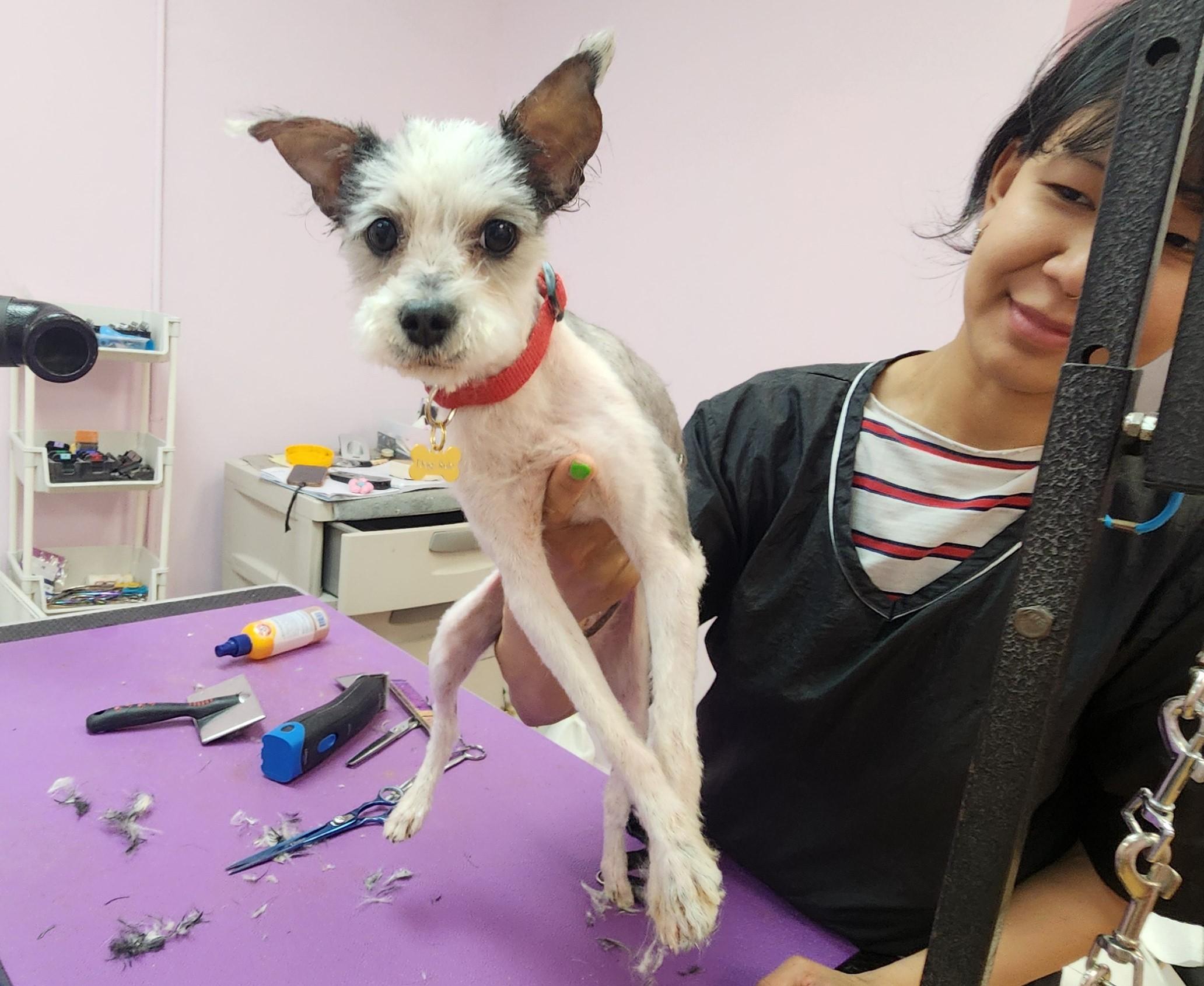 Skippy, a ADOPTABLE mixed breed in Deerfield Beach, FL image 1/6