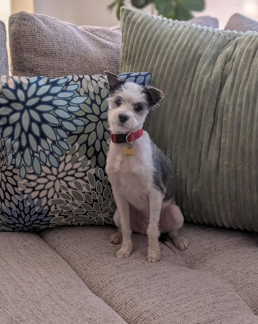 Skippy, a ADOPTABLE mixed breed in Deerfield Beach, FL image 6/6