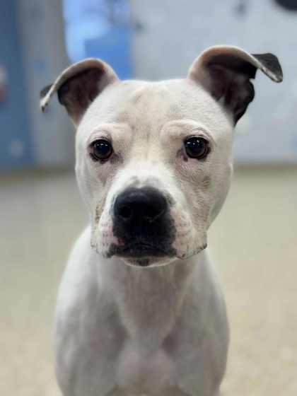 Winnie, Adoptable, Adult Female Pit Bull Terrier & Mixed Breed.