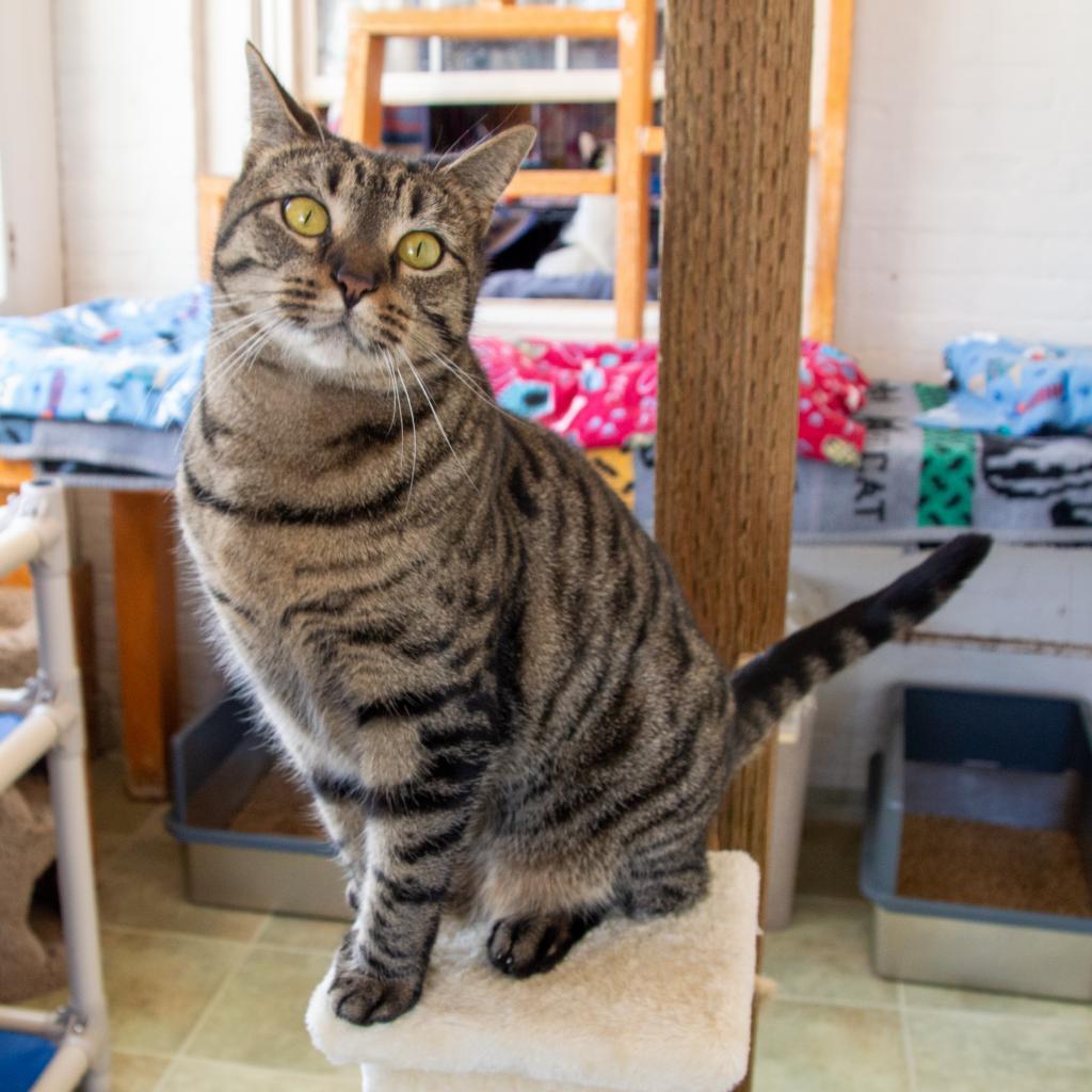 Tigger — thumbnail 2