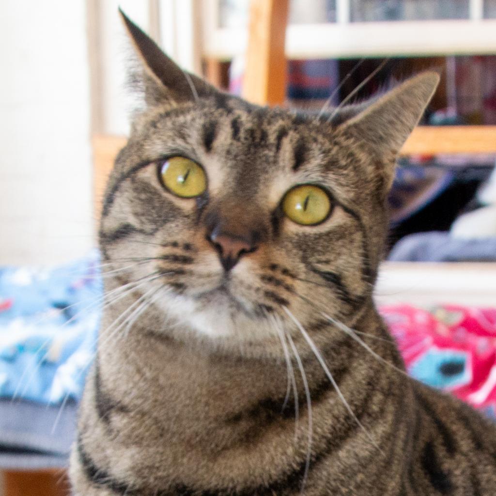 Tigger — thumbnail 4