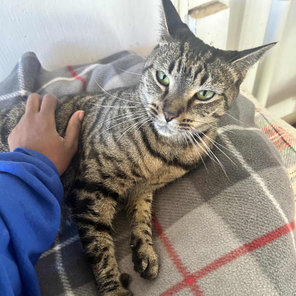 Tigger — thumbnail 6