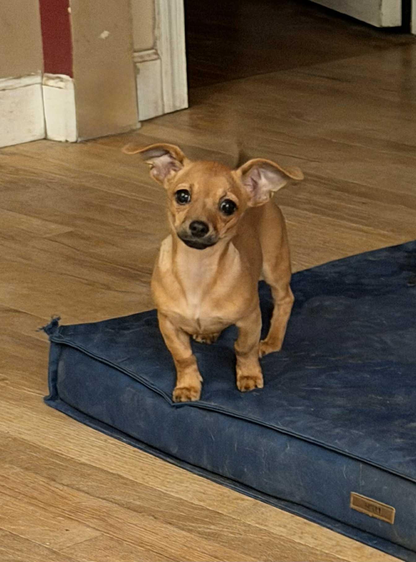 Wind Chime, adoptable, Puppy Male Chihuahua & Dachshund.