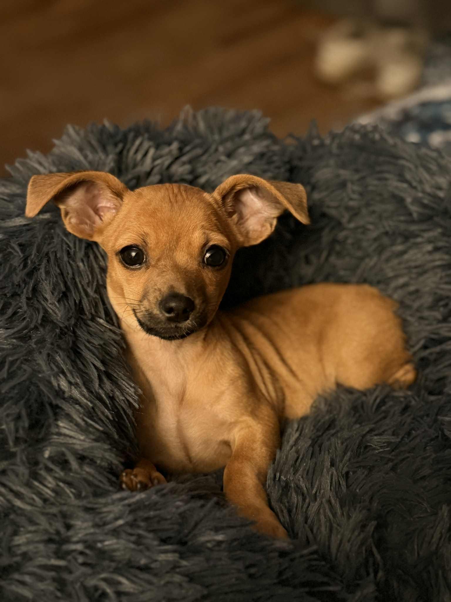 Enlarge Wind Chime, an adoptable mixed breed in New Castle, DE image 2/6