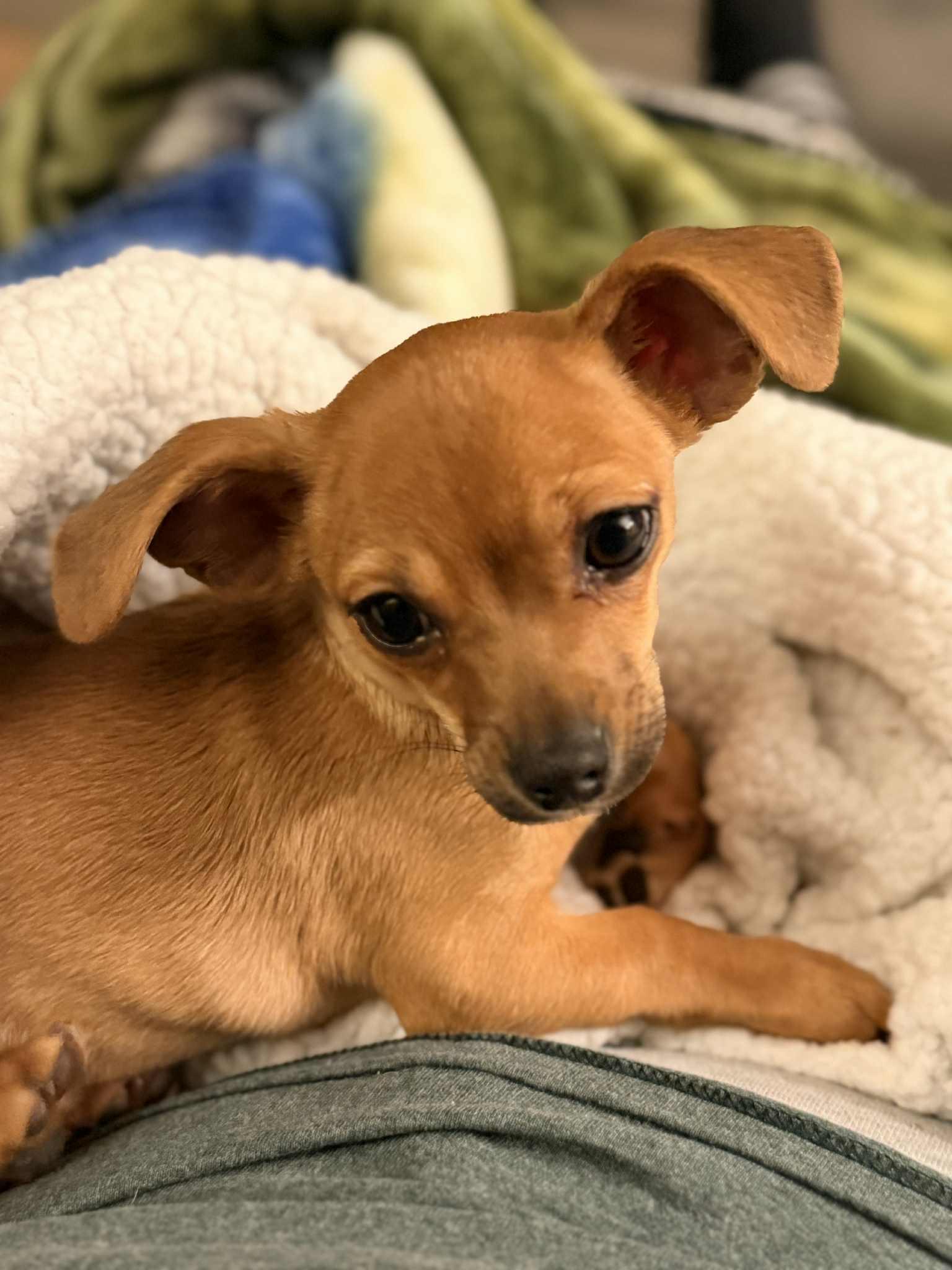 Enlarge Wind Chime, an adoptable mixed breed in New Castle, DE image 3/6