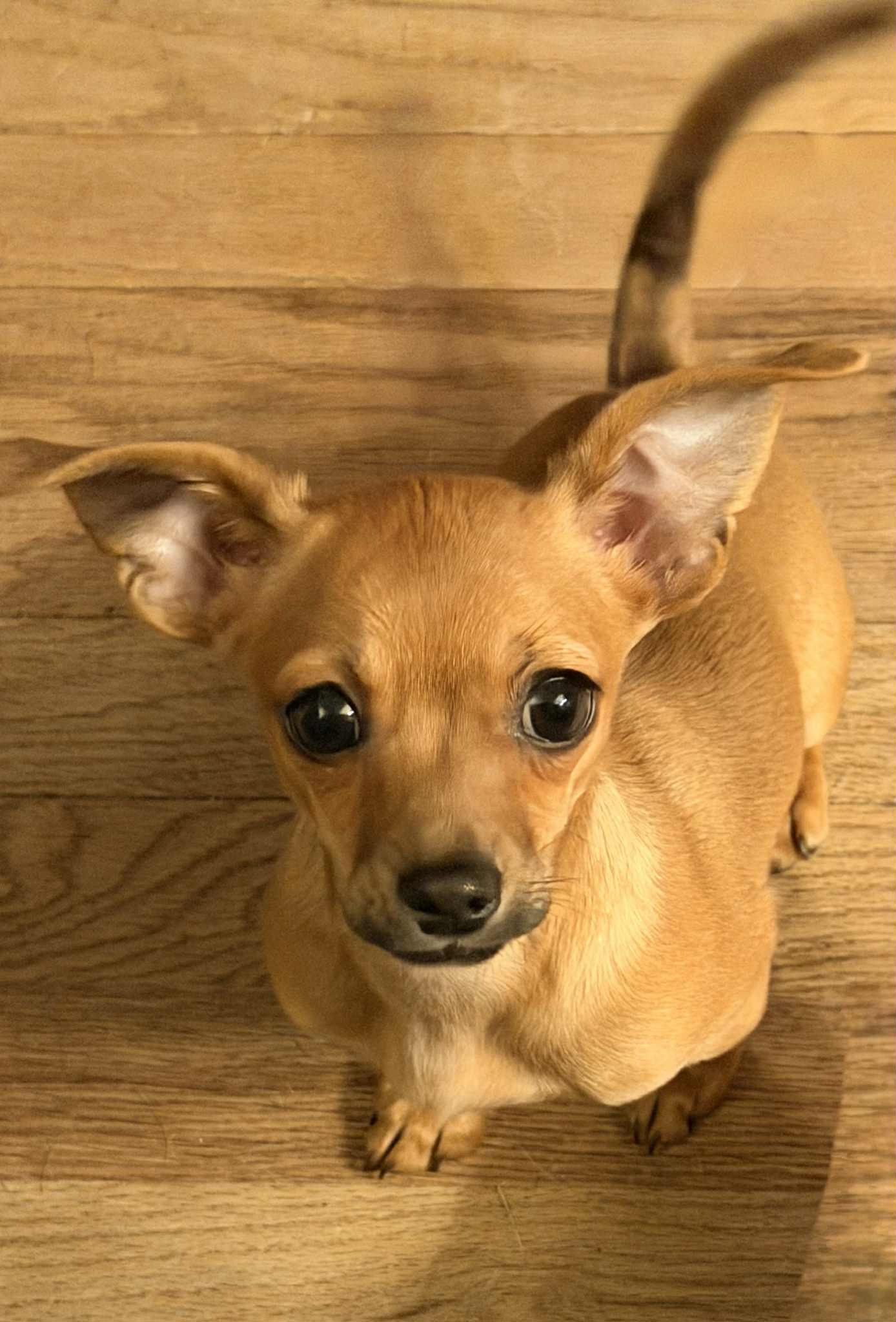 Enlarge Wind Chime, an adoptable mixed breed in New Castle, DE image 4/6