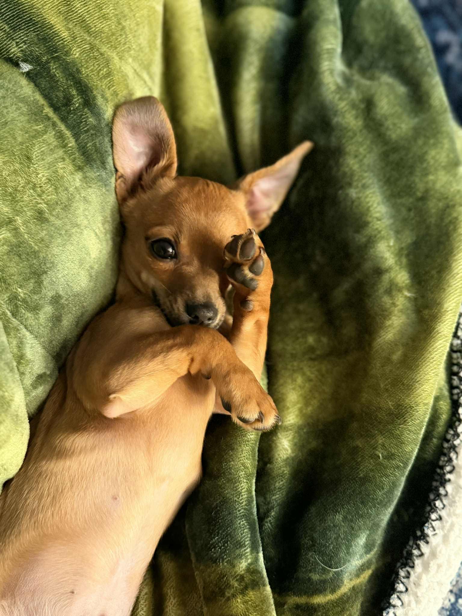 Enlarge Wind Chime, an adoptable mixed breed in New Castle, DE image 5/6