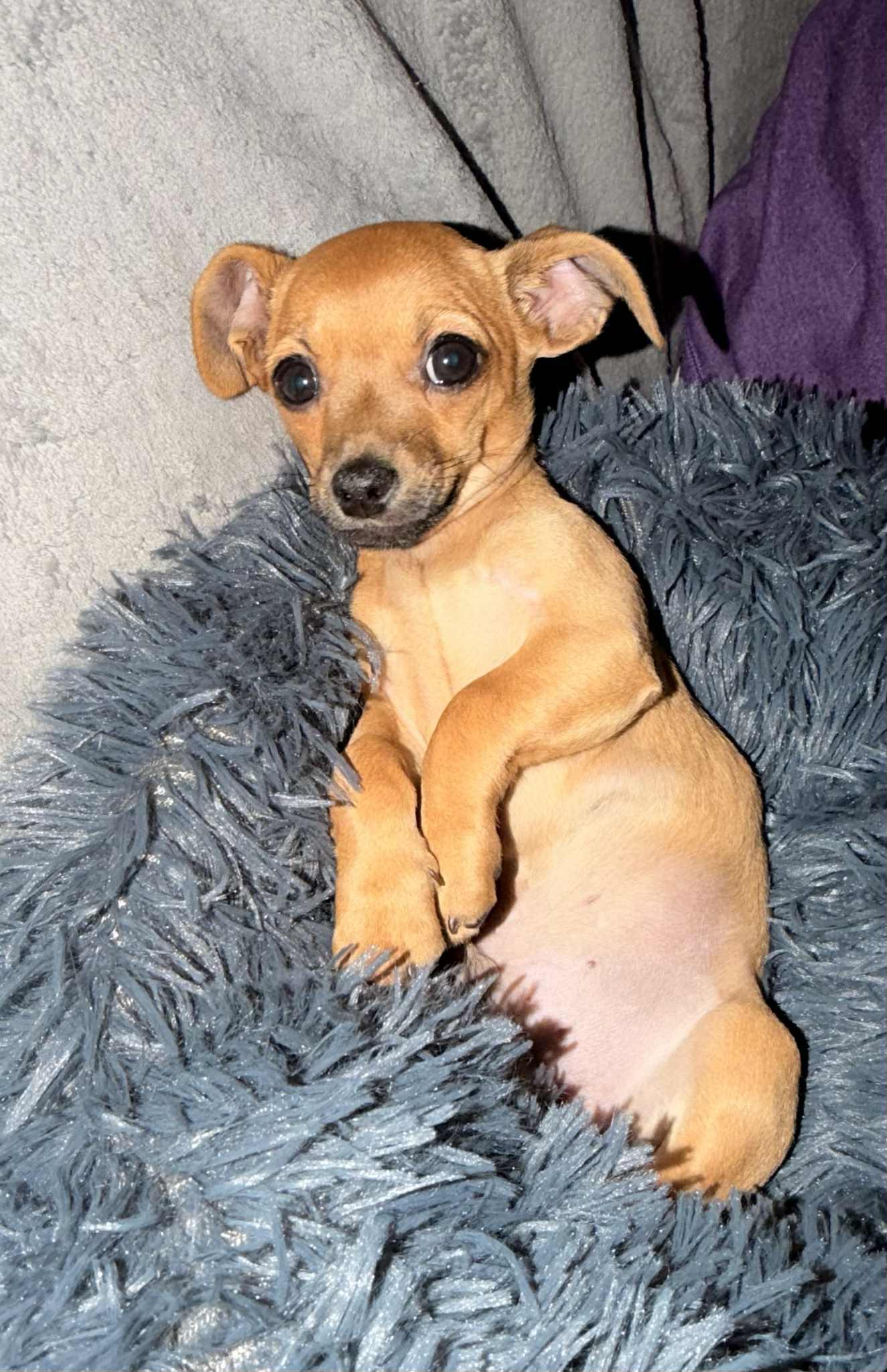 Enlarge Wind Chime, an adoptable mixed breed in New Castle, DE image 6/6