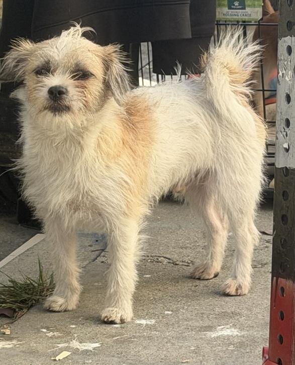 Oliver available at Charlie's Little Dog House, adopted, Puppy Male Border Terrier.