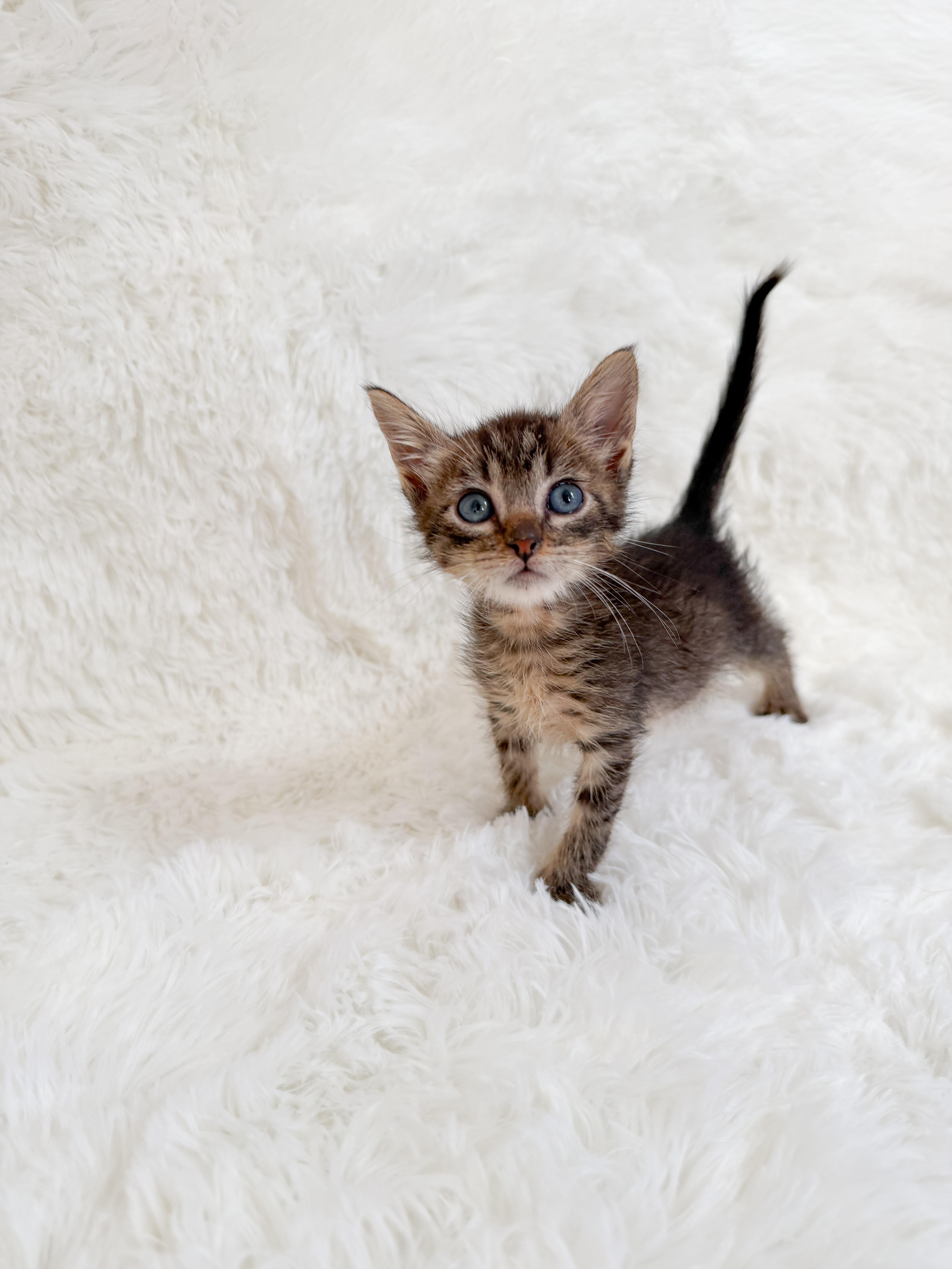 Enlarge Ena, a Adoptable Tabby in New Orleans, LA image 1/1
