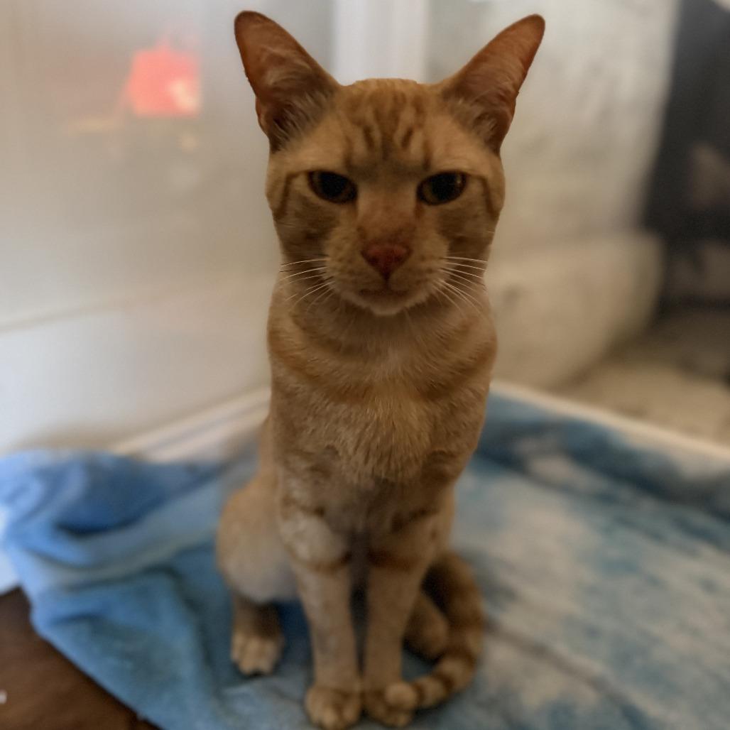 Enlarge Erik, a Adoptable Domestic Short Hair in Brea, CA image 1/1