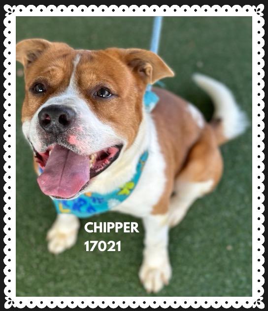 Enlarge CHIPPER, a ADOPTABLE mixed breed in Marietta, GA image 2/5