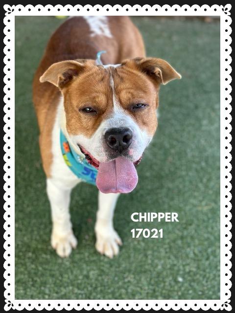 Enlarge CHIPPER, a ADOPTABLE mixed breed in Marietta, GA image 5/5