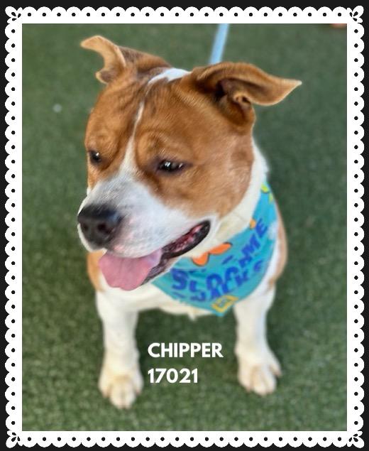 CHIPPER, ADOPTABLE, Young Male Shepherd & Pit Bull Terrier.